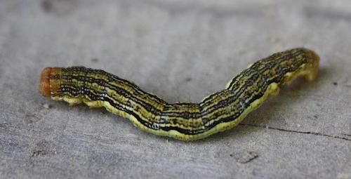 Réf. 222 876 : Erannis defoliaria